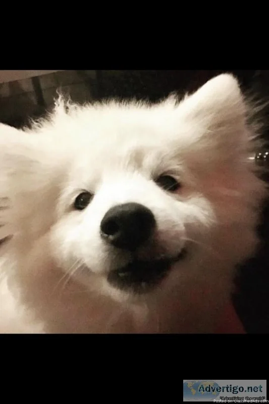 Pomeranian Puppy &ldquoCharlie&rdquo  5m