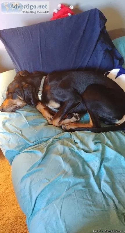 6 Month Old Coonhound for sale