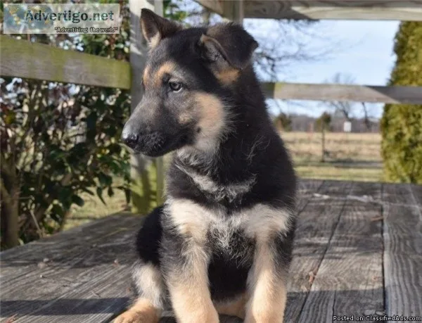 AKC German Shepherd available now