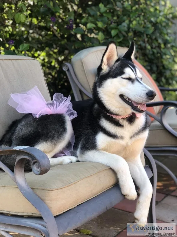 Purebred Siberian Husky