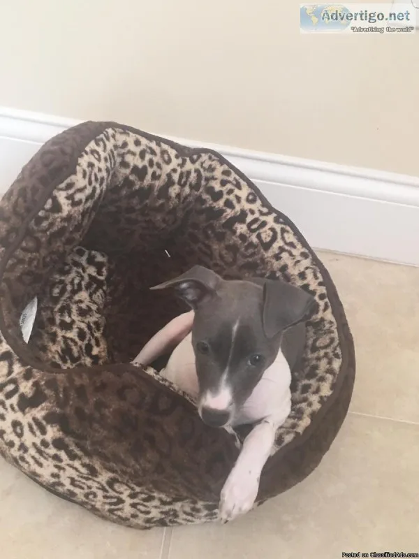 Purebred Italian Greyhound Puppy (bluewhite)