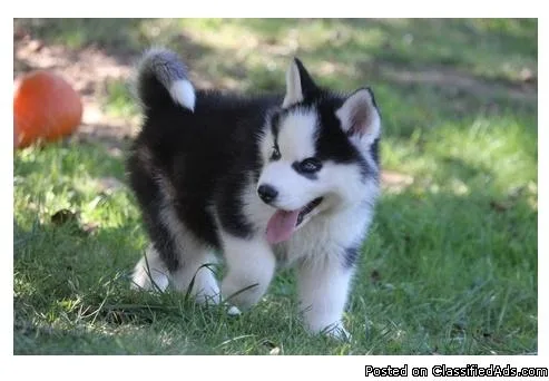 CUTE    SIBERIAN   HUSKY PUPPIES FOR REHOMING