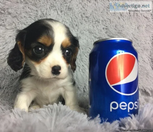 Cavalier King Charles Spaniel pups