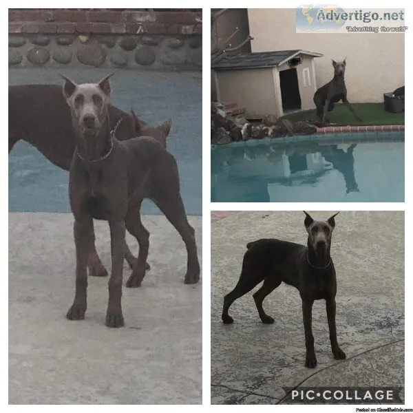 Doberman Female 6 months