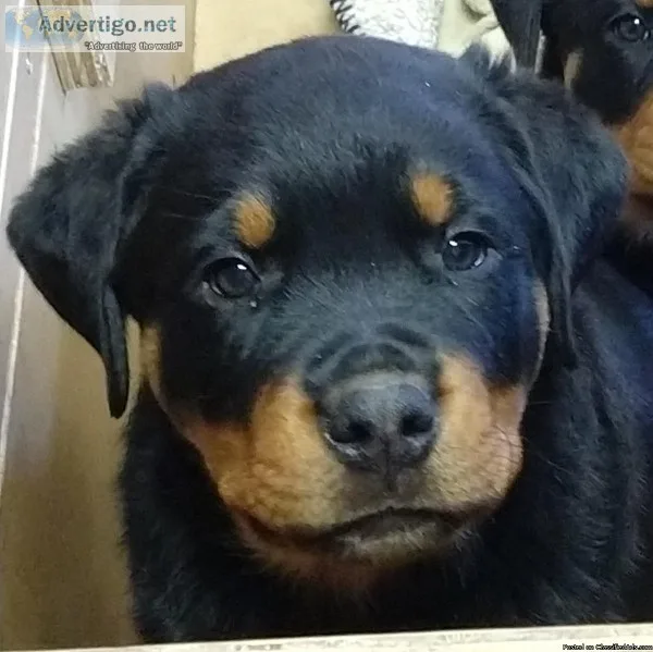 Rottweiler Puppies