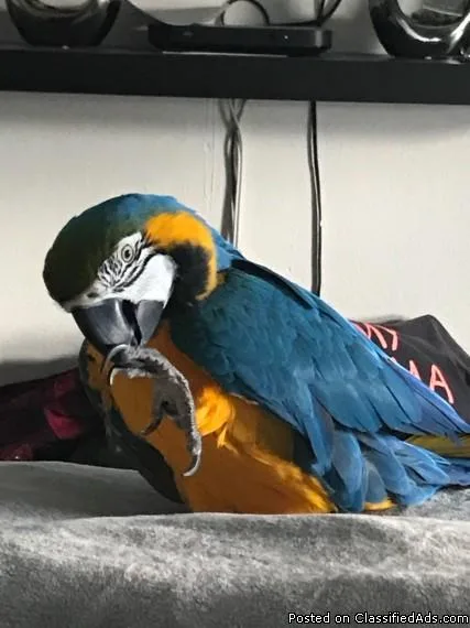 Talking Macaw Parrots