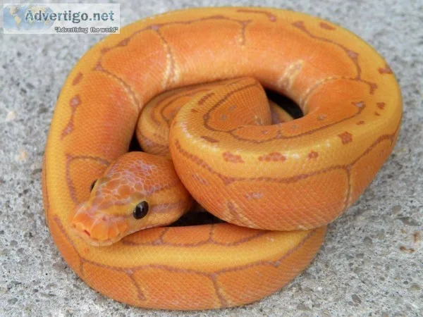 Coral glow spider ball python for sale