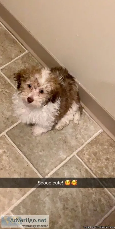 Schichon