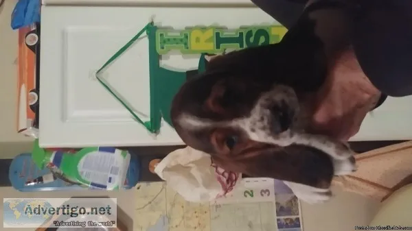 Bassett Hounds