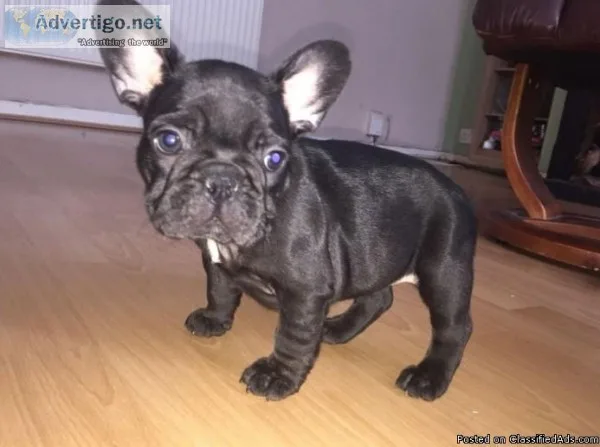 Charming MF French Bulldog Puppy