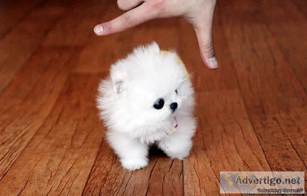 Pomeranian  pups