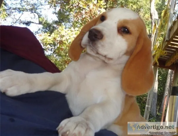 SPECIAL Promotions Beagle PUPS