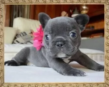 Blue Male and Female French bulldog puppies