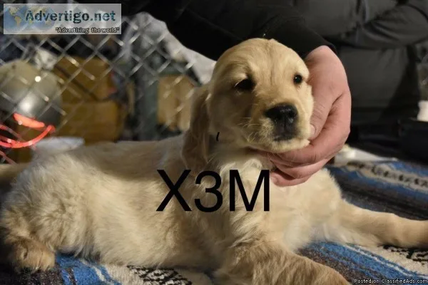 Golden retriever puppies