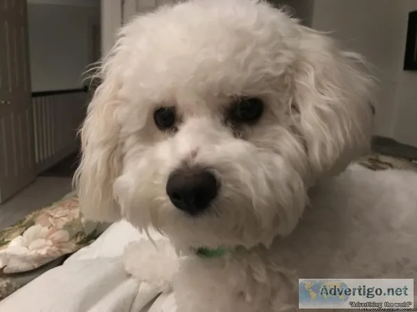 Bishion frise pup