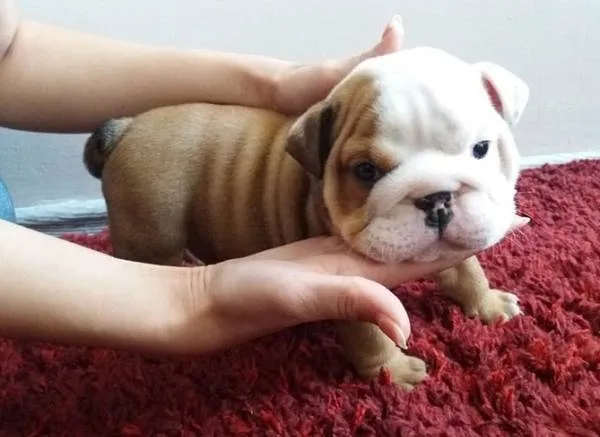 English bulldog puppies