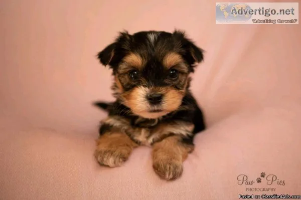 Teacup and Toy size Morkies looking for their forever homes.