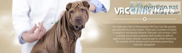 Affordable Vaccinations Service For Dogs in Abbotsford
