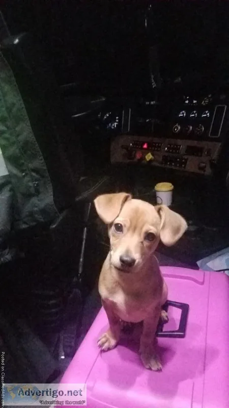 Puppy