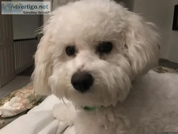 8 month old bishon frise