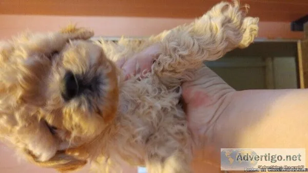Shi poo puppies