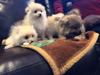 AKA Pure Breed Pomerania