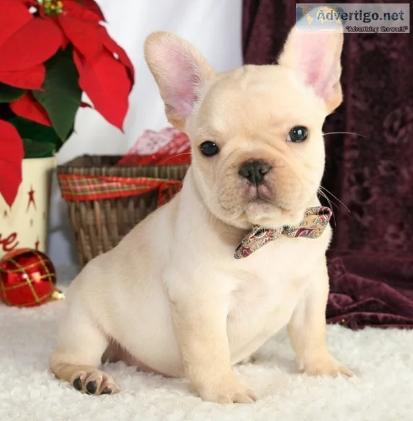 Stunning french bulldog puppies for sale