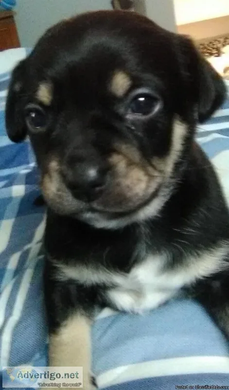Cute 6 week old Chihuahuas