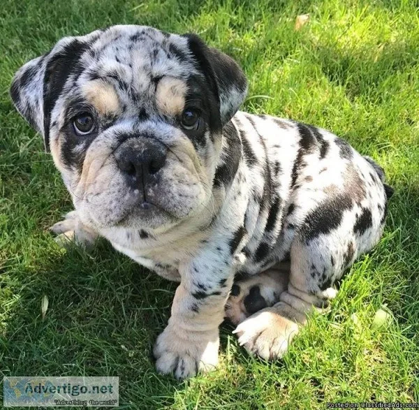 Chocolate Tri and Merle English Bulldog Puppies