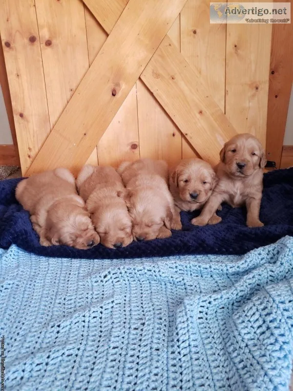 Golden retriever puppies