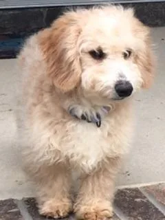 PoodleDauchsund Mix Puppy (neutered male)