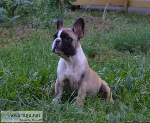 French Bulldog Puppies