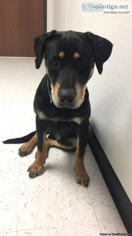 Free Rottweiler Lab Mix to a Good Home