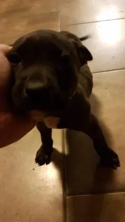 Presa CanarioPitbull Puppies
