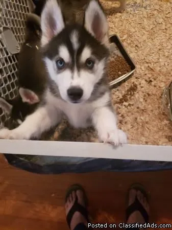 Husky Puppies Blue eyes Ready