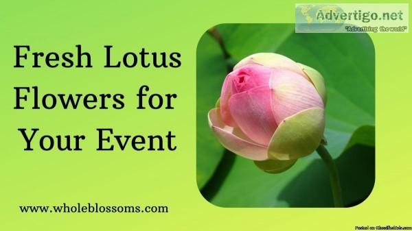 Buy Lotus Flower Online from Whole Blossoms