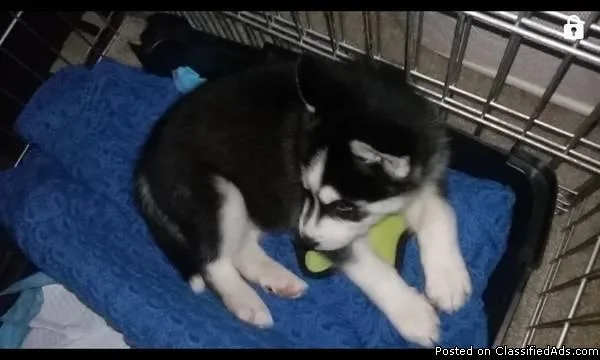 Extremely cute male and female Husky puppies