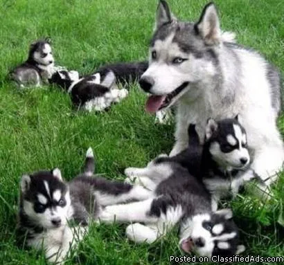 12 week old Siberian Husky-Re-homing ASAP