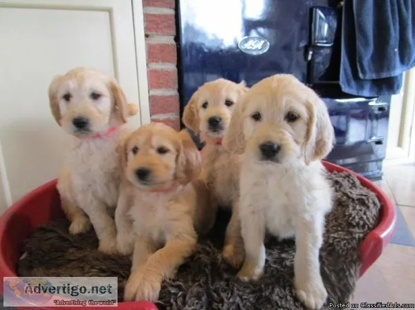 cute Golden Retrieverpuppies