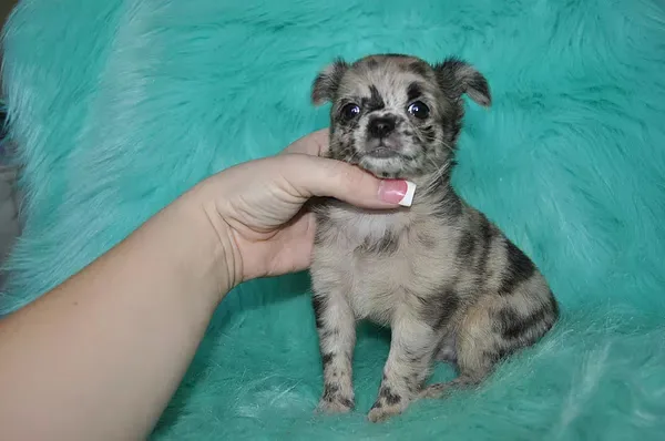 T-cup chihuahua puppies-san diego