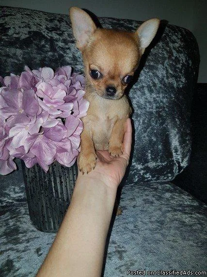 adorable akc registered Chihuahua puppies for adoption