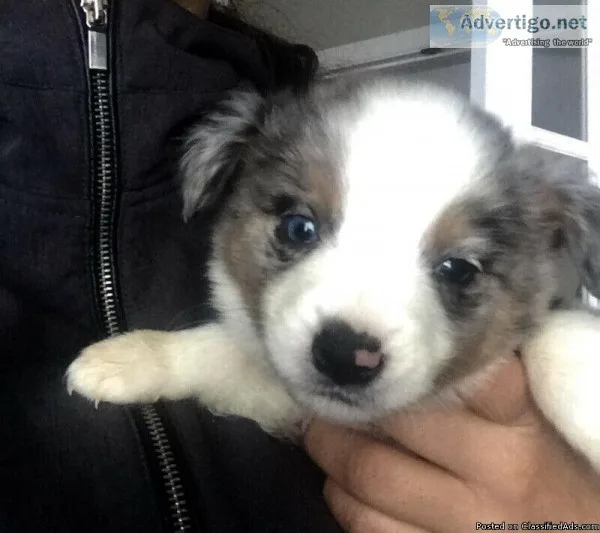 Toy Australian Shepherd Puppies for sale