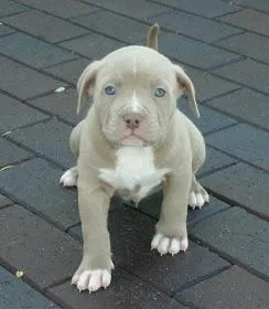 Beautiful baby blue