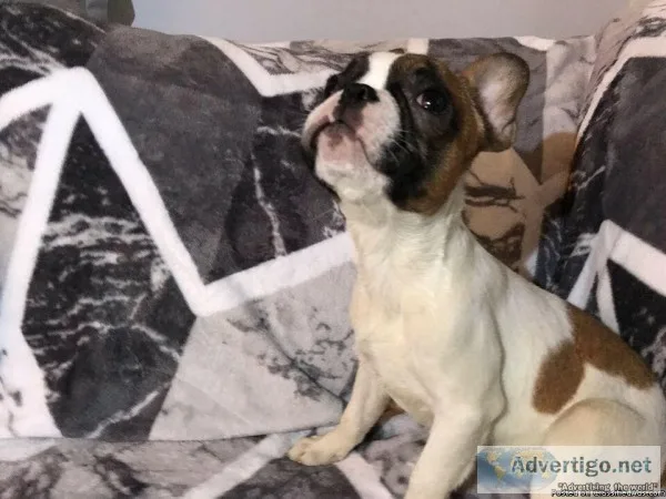 French Bulldog Cute and Smart