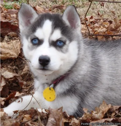  Blue eyed Husky male puppiesand