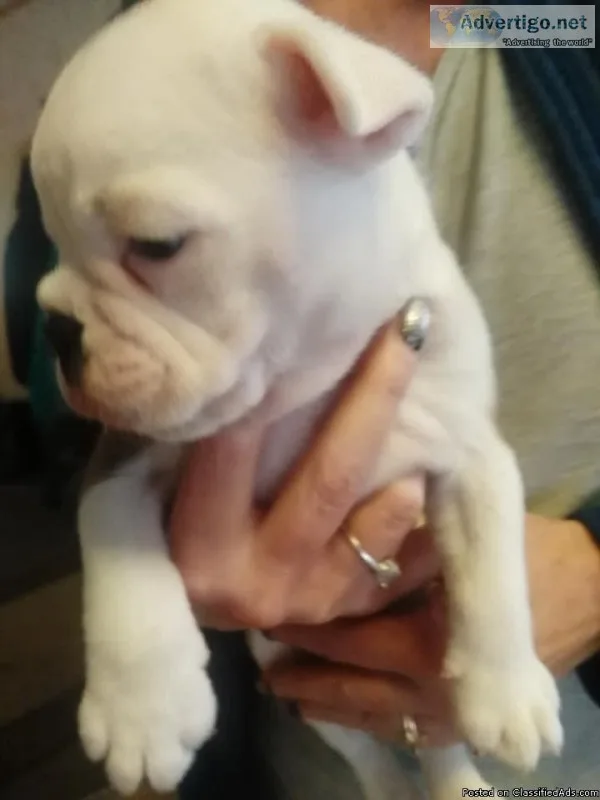 Olde English Bulldogge Puppy Male Michigan