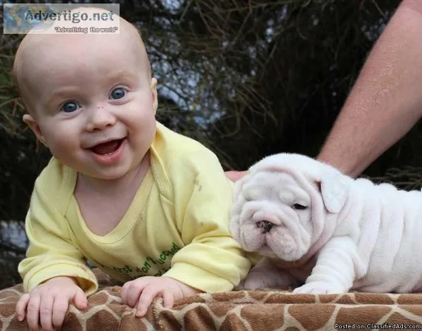 PLAYFUL ENGLISH BULLIES