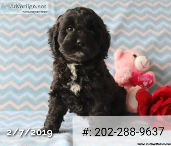 Hypoallergenic Puppies