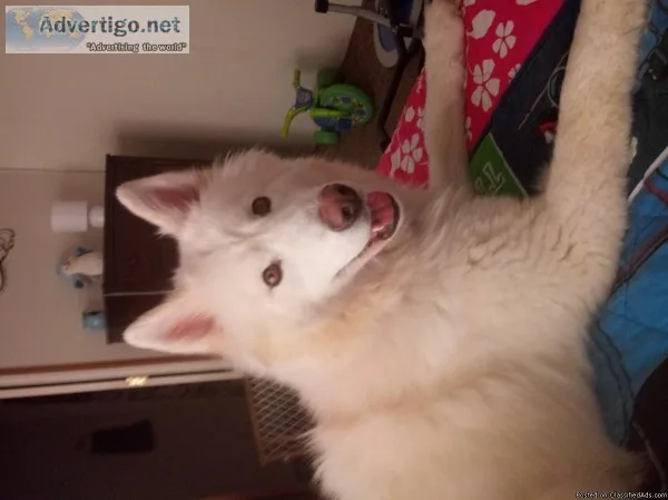 Female husky mix