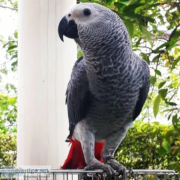 AFRICAN GREY PARROTS FOR SALE WITH CAGE